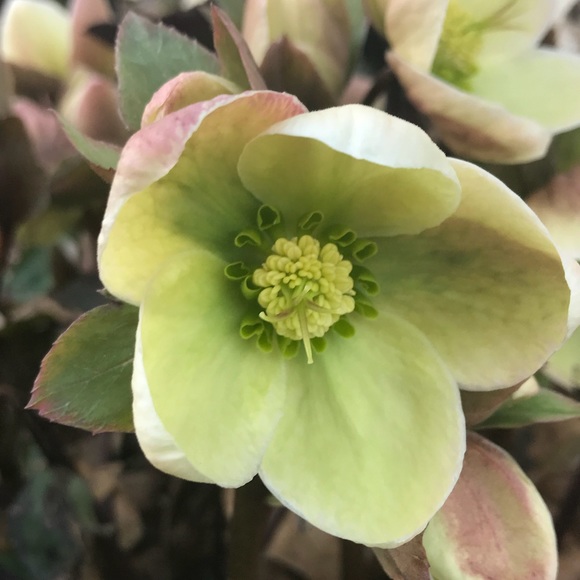 Meet your Posher, Monica - Picture 1 of 7